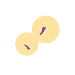 Xocoon SalsaTap Sensation Tapping and Togue Stimulator