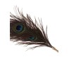 Peacock Tickler